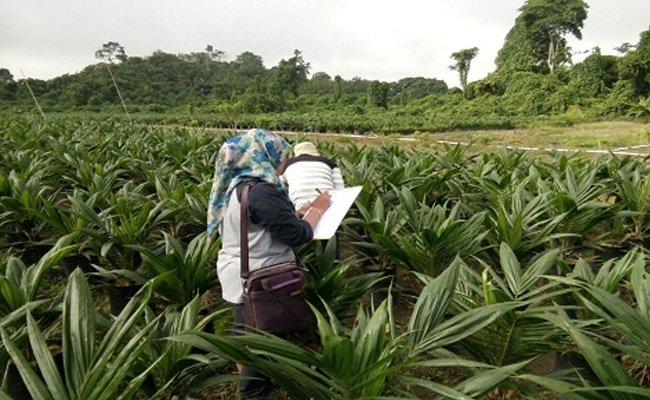 Di 2017 Sebanyak 3,74 juta Benih Perkebunan Disertifikasi Disbun Kaltim