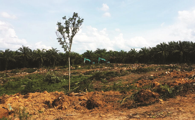 Peremajaan Sawit Dongkrak Ekonomi Petani