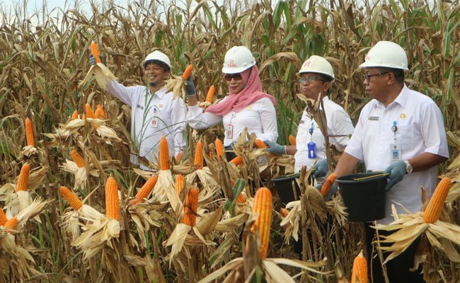 Perkebunan Kelapa Sawit Dukung Ketahanan Pangan, Lewat Tanam Jagung