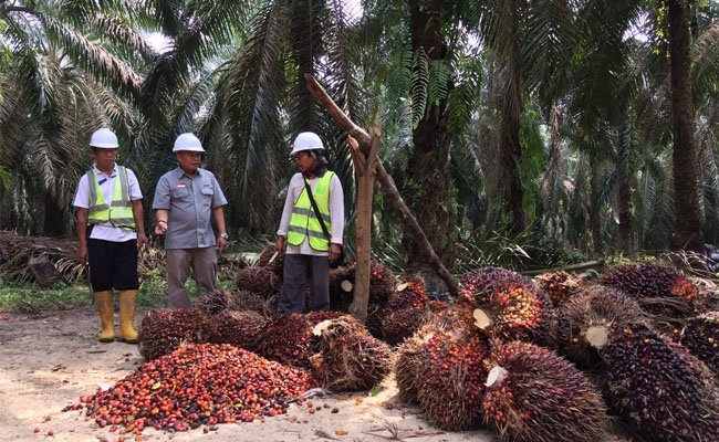 16.500 Petani Plasma Cargill Jadi Bagian Industri Minyak Sawit Berkelanjutan