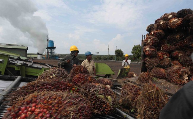 BK Minyak Sawit (CPO) Periode Maret 2019 Tetap Nol