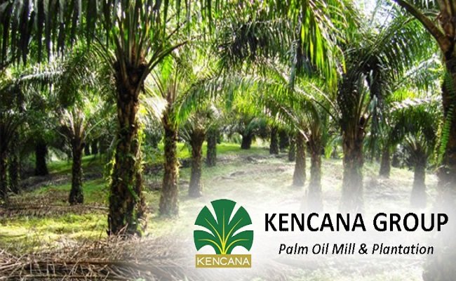 Pendapatan Kencana Agri Tahun 2018 Turun 16%