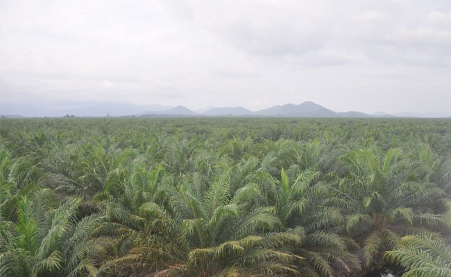 Selama 2018 Produksi TBS Sawit ANJ Naik 7,6%