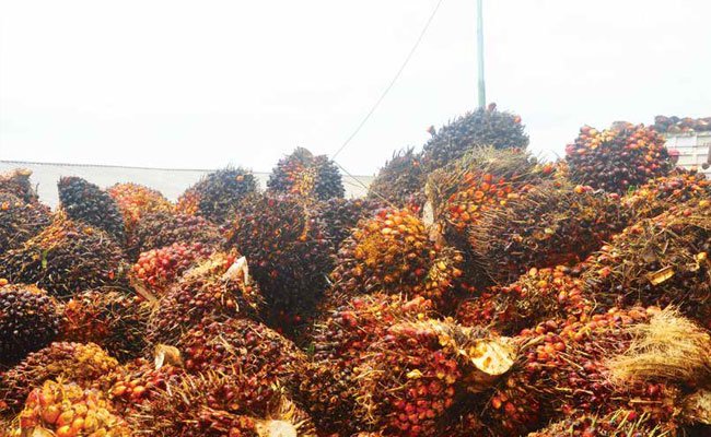 HARGA CPO TAHUN 2020 BERFLUKTUASI CENDERUNG STAGNAN US$ 650/TON DI KUARTAL PERTAMA