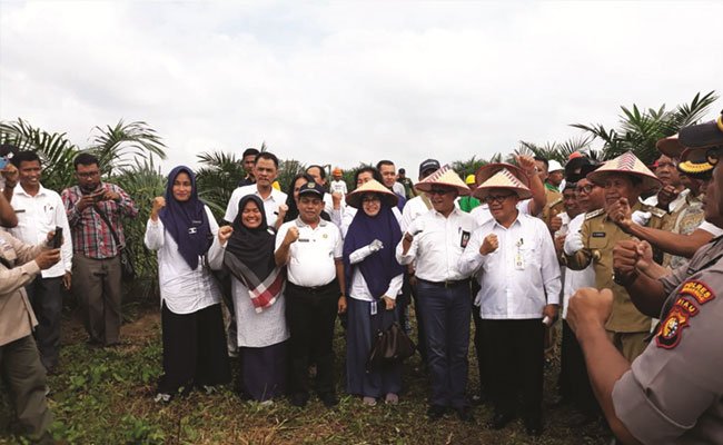 Peremajaan Sawit Anggota KUD Bangkit Usaha Makmur Didukung BPDP-KS, Perusahaan dan Perbankan
