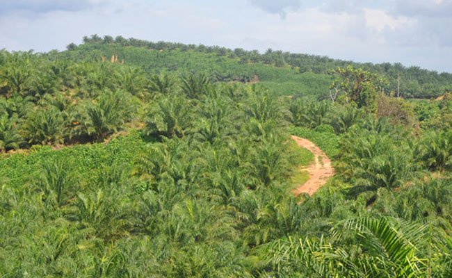 Perusahaan Sawit Asal Guatemala, Seaholm Corporation Jadi Anggota RSPO