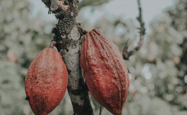 Cargill dan Nestlé Perkokoh Dukungan untuk Petani kakao Indonesia
