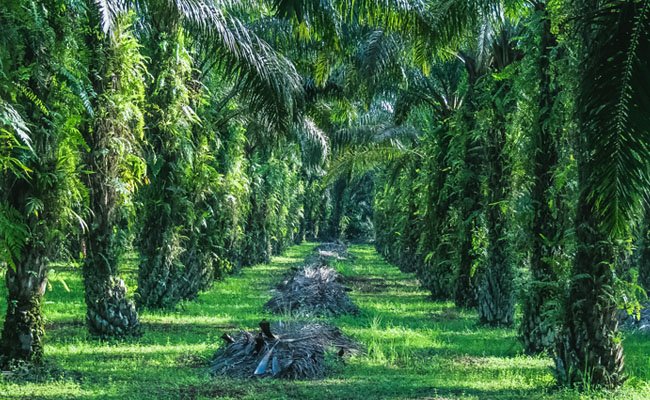 Guna Atasi Pasokan Minyak Sawit, Pelaku Dianjurkan Tingkatkan Produktivitas