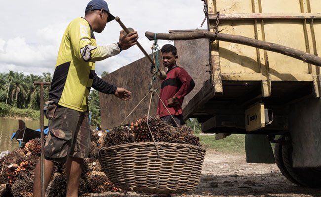 Harga TBS Sawit Riau Periode 16-22 Maret 2022 Masih Naik Rp 61,28/Kg, Berikut Harganya..