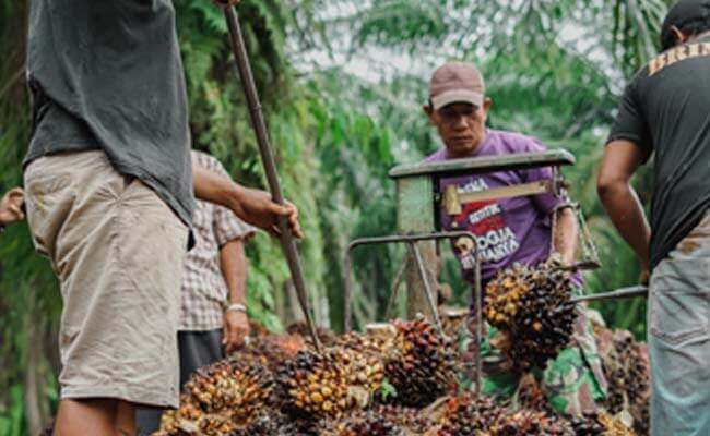 Harga TBS Sawit Sumut Periode 23-29 Maret 2022 Turun Rp 66,17/Kg, Berikut Harganya..
