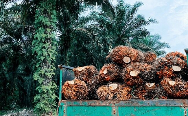 Laba Bersih ANJ Naik 18 Kali Lipat Menjadi US$ 39,7 Juta