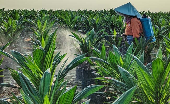 Perubahan Iklim dan Sawit Bakal Dibahas pada Peringatan Hari Lahir NU ke 99