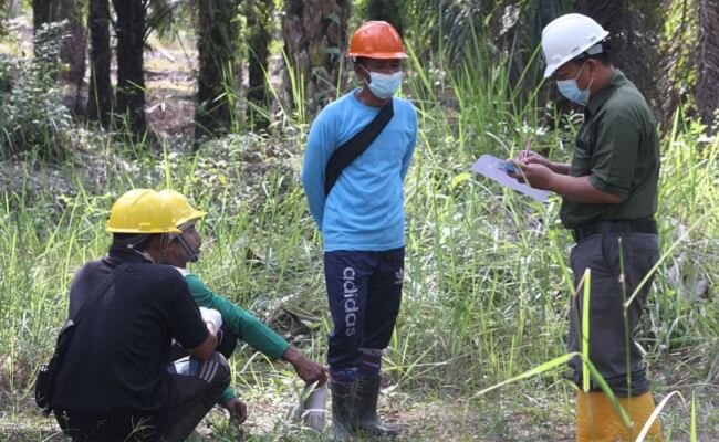 Petani  Sawit Swadaya Karya Serumpun Jadi Contoh Praktik Sawit Berkelanjutan di Inhu
