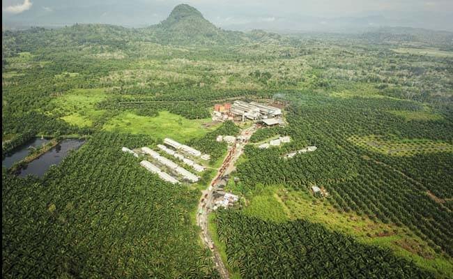 Selain Mendukung Ekonomi Negara, Perkebunan Sawit Telah Adopsi Praktik Berkelanjutan