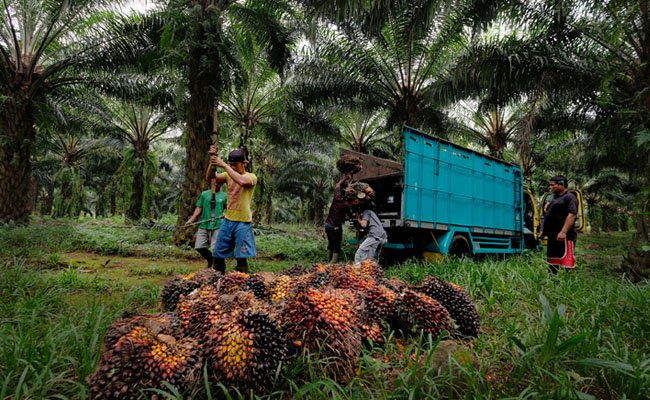 SPKS Pertanyakan Selisih 3,7 Juta ha Lahan Petani Sawit, Perlu Kategori Jelas