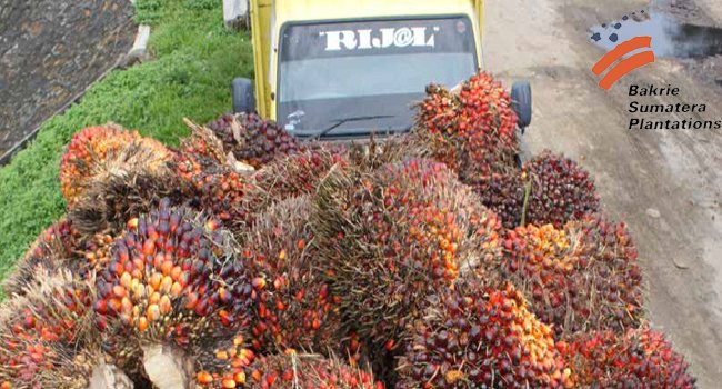 Bakrie Sumatera Plantations Alami Kerugian Rp 90,240 Miliar