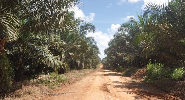 Kemitraan Swadaya Dorong Ekonomi Perdesaan