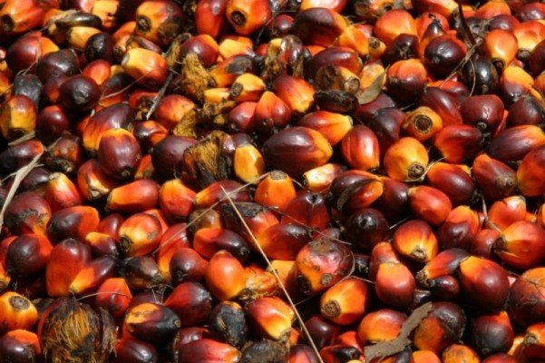 Masyarakat Tamam Embaloh Tolak Masuknya Perkebunan Sawit