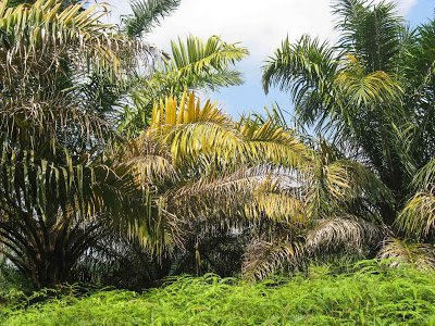 Petani Resah, Sekelompok Gajah Menyerang Perkebunan Sawit