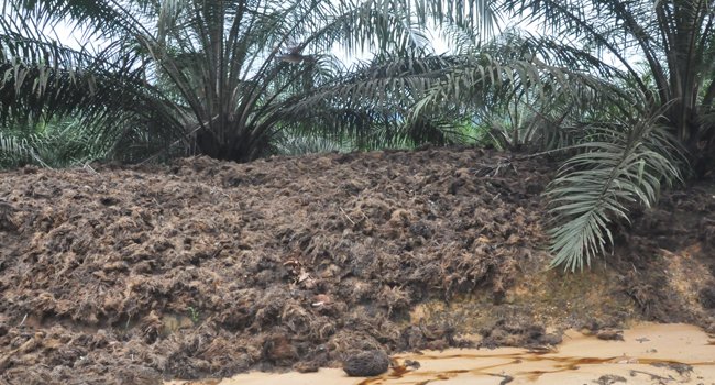 Sebuah Perusahaan Sawit Jamin Tandan Kosong Ramah Lingkungan