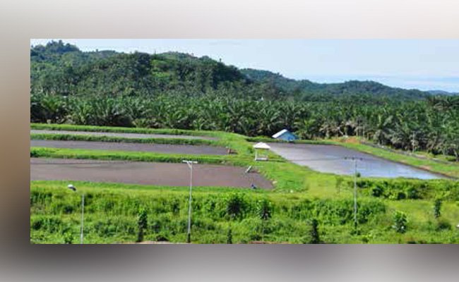 INFO CWE-PENGGUNAAN KOLAM LIMBAH  DI PABRIK MINYAK KELAPA SAWIT