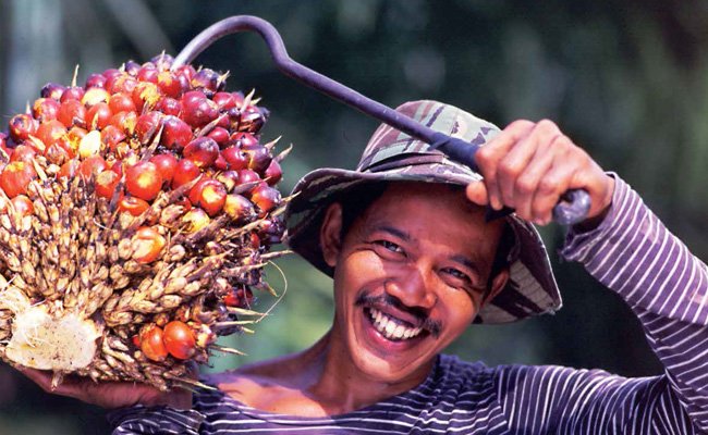 INFO PETANI - MENJAGA MUTU  BUAH SAWIT