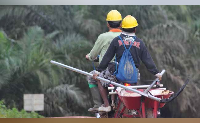 KEMITRAAN PLASMA SAWIT, DEVIASI ANTARA TUJUAN  DAN REALITAS KEKINIAN