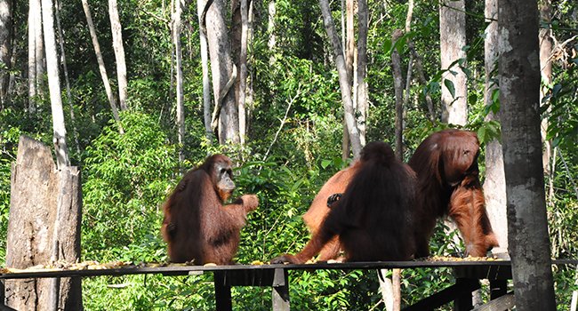 3 Individu Orangutan Dilepasliarkan