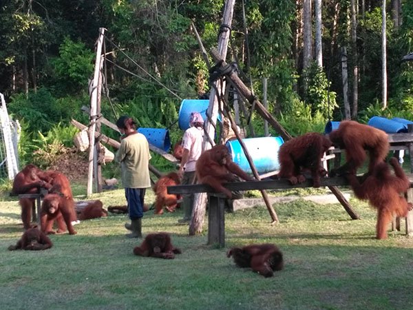BOSF & SSMS Gagas Perlindungan Orangutan