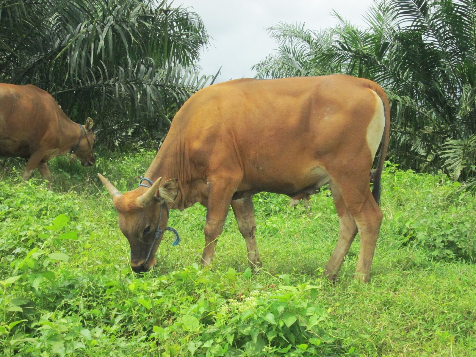 Petani Didorong Kembangkan Pupuk Organik dari Kotoran Sapi