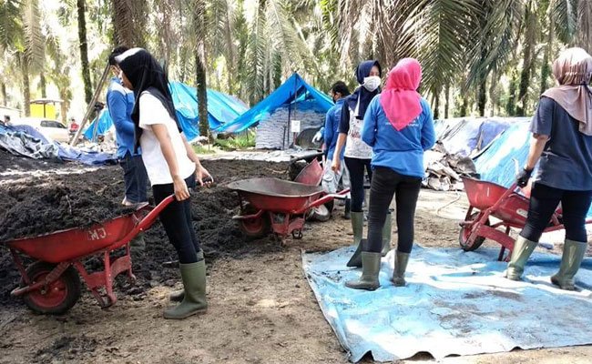 Berkah Kompos Petani Sawit