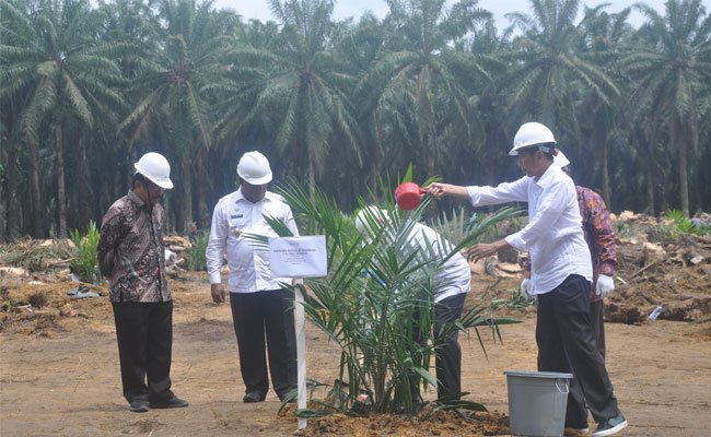 GAPKI Dukung Peremajaan Sawit Rakyat