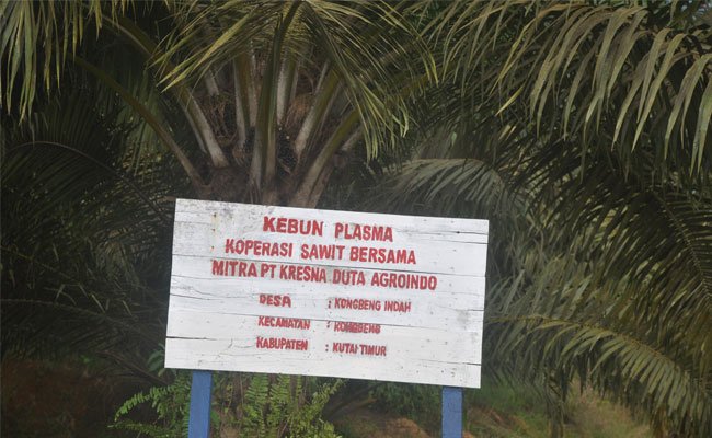 Pemerintah Mewajibkan 20% dari HGU Untuk Plasma Sawit