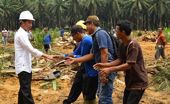 Peremajaan Sawit Rakyat di Riau Upaya Kerek Produktivitas