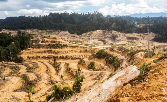 Empat Perusahaan Sawit Dianggap Tak Patuhi Kebijakan Moratorium