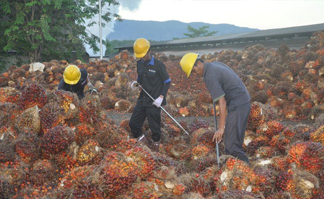 Serikat Pekerja Laporkan 3 Perusahaan Perkebunan Sawit Sinar Mas ke RSPO