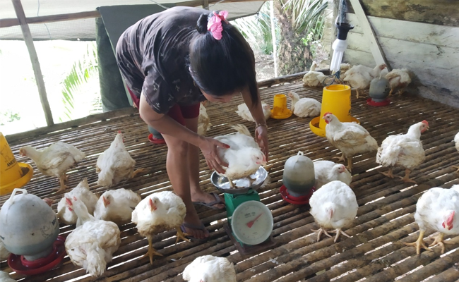 Antisipasi Harga Sawit, Masyarakat Beternak Ayam Organik