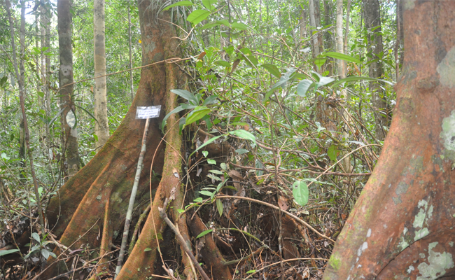 Berhasil Tekan Deforestasi, Indonesia Peroleh Dana Awal US$ 56 Juta dari Norwegia