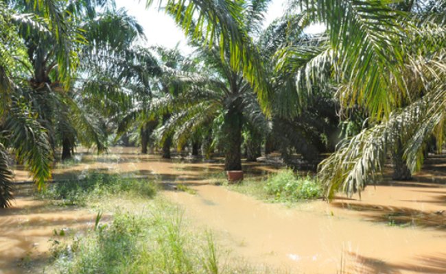 Ini Penyebab Kondisi Iklim yang Merusak Produksi Kebun Sawit
