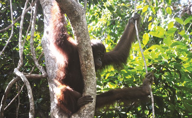 Perusahaan Sawit SSMS Kelola 2.000 ha Areal Konservasi Orangutan