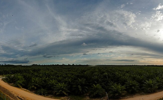 Ditopang Harga Jual CPO, Laba Bersih ANJ Kuartal I-2022 Naik 261,9%