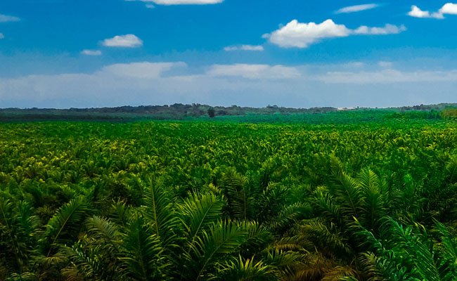 Petani Sawit Layangkan Surat Terbuka Untuk Jokowi, Kian Tertekan Harga TBS Sawit Rendah
