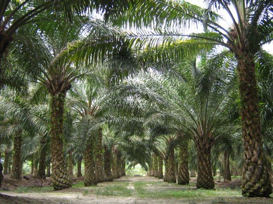 2015, Malaysia Luncurkan Malaysian Sustainable Palm Oil (MSPO)  
