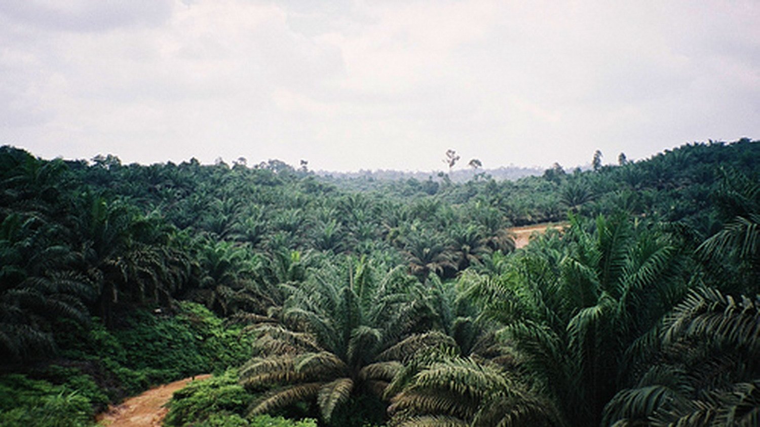 BPMPPT : Banyak Perkebunan Pribadi Di Musirawas Tidak Ada Izin