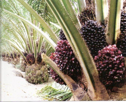 Imbangi Kebutuhan Perkebunan Sawit, Saraswanti Tambah Produksi Pupuk    
