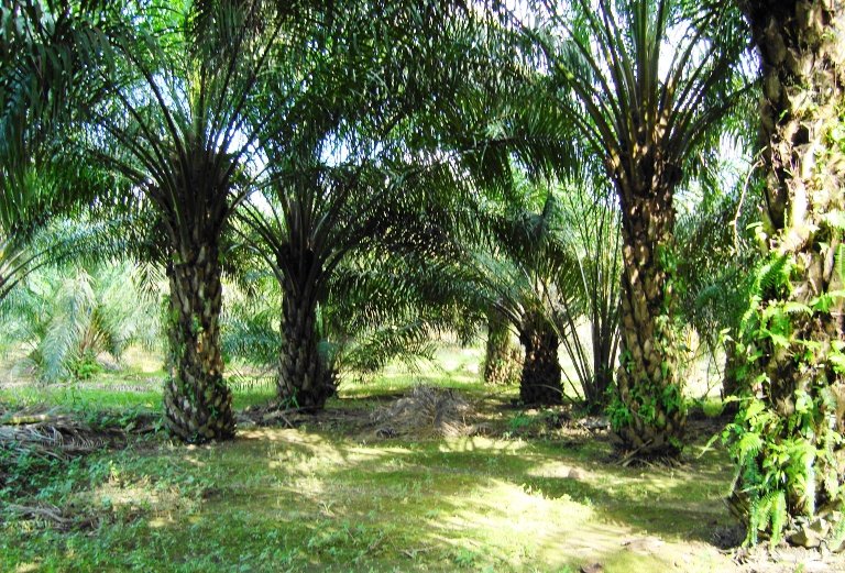 Perlu Pandangan Sepaham Tentang Lingkungan