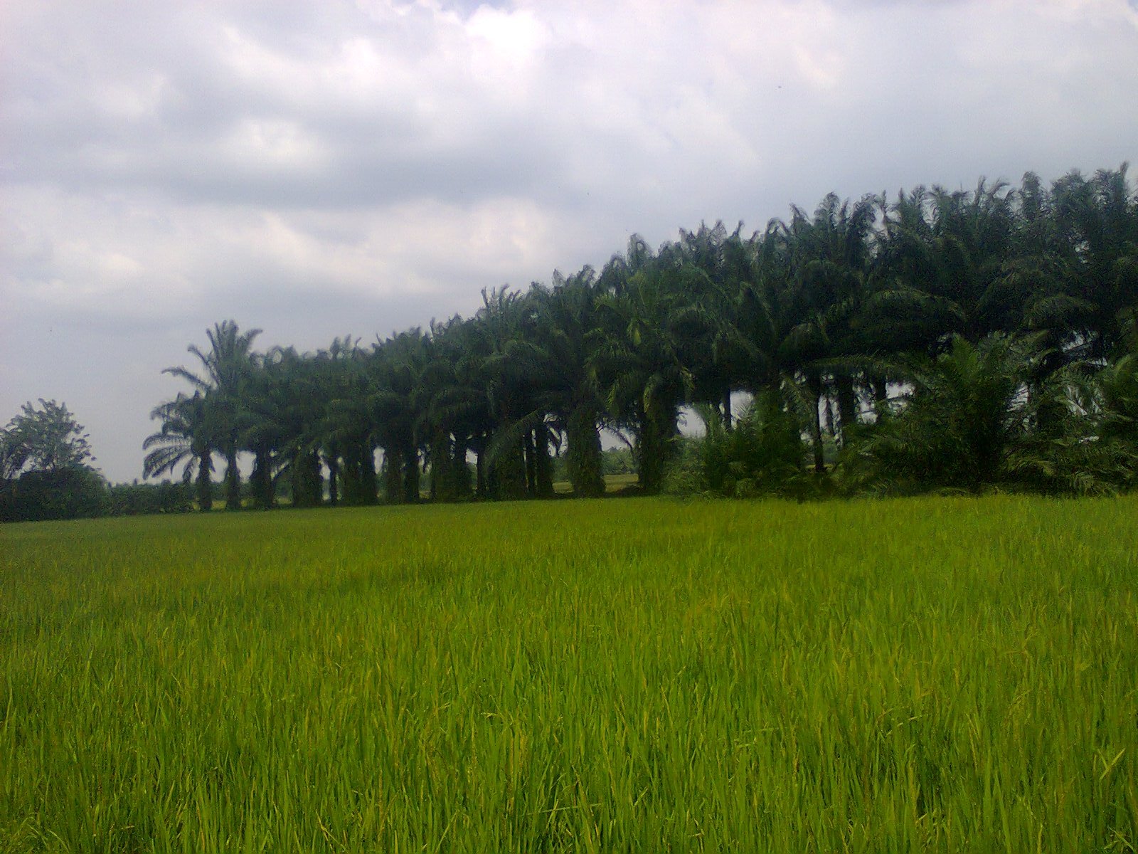 Petani Di Mukomuko Usulkan Lahan Sawit Dijadikan Sawah