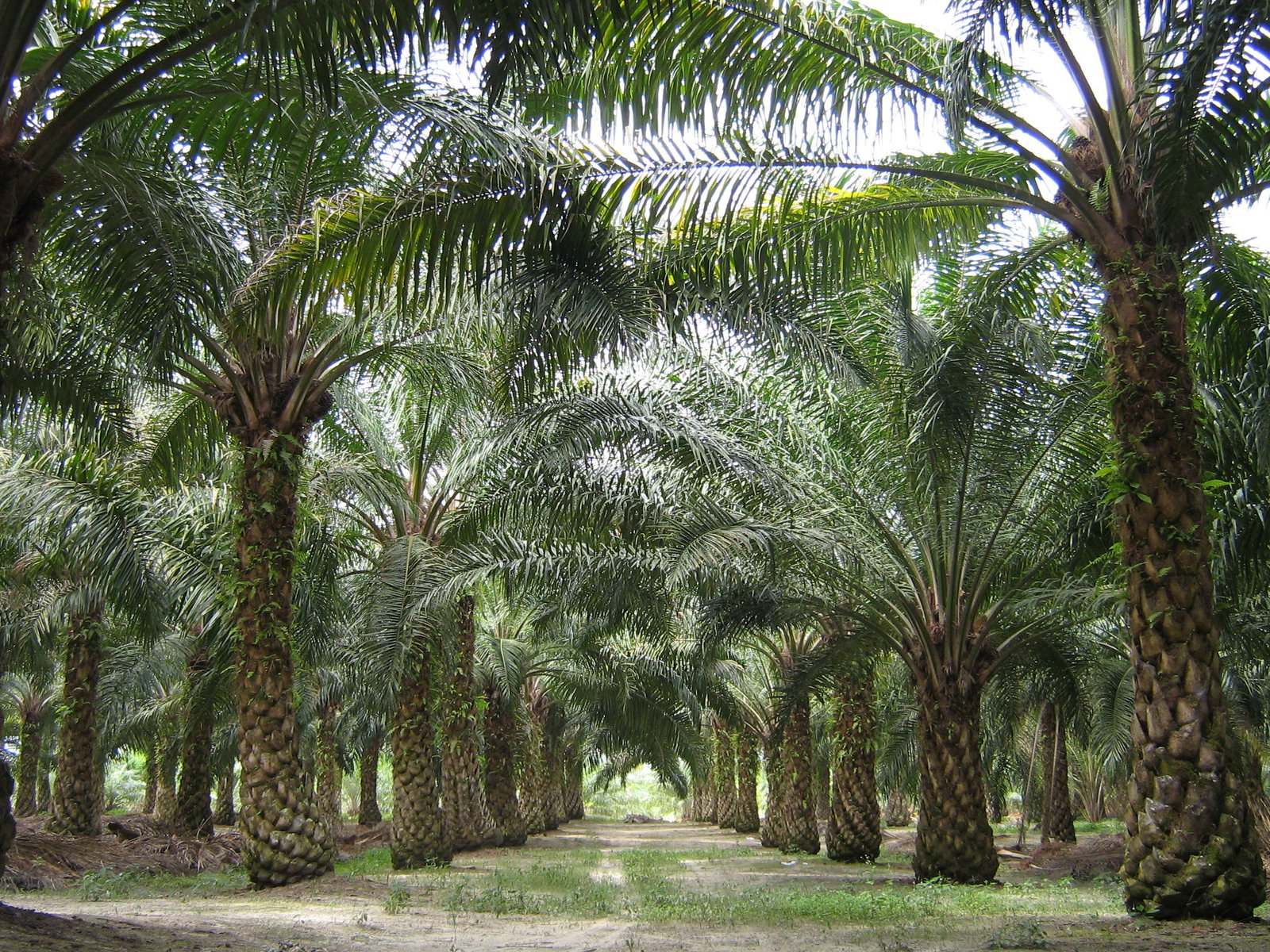 Sawit Kerek Perekonomian Daerah    