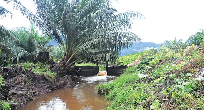 INFO AGRONOMI - LARANGAN BUDIDAYA GAMBUT 3 METER, SEKADAR LARANGAN ATAU MERUJUK FAKTA ILMIAH?