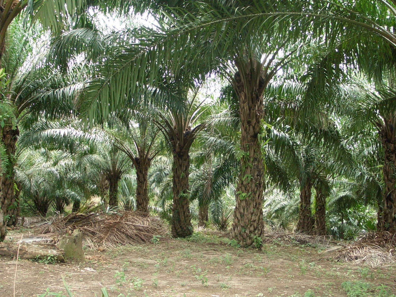 Pemkab Agam Raplanting 100 Hektar Kebun Sawit  